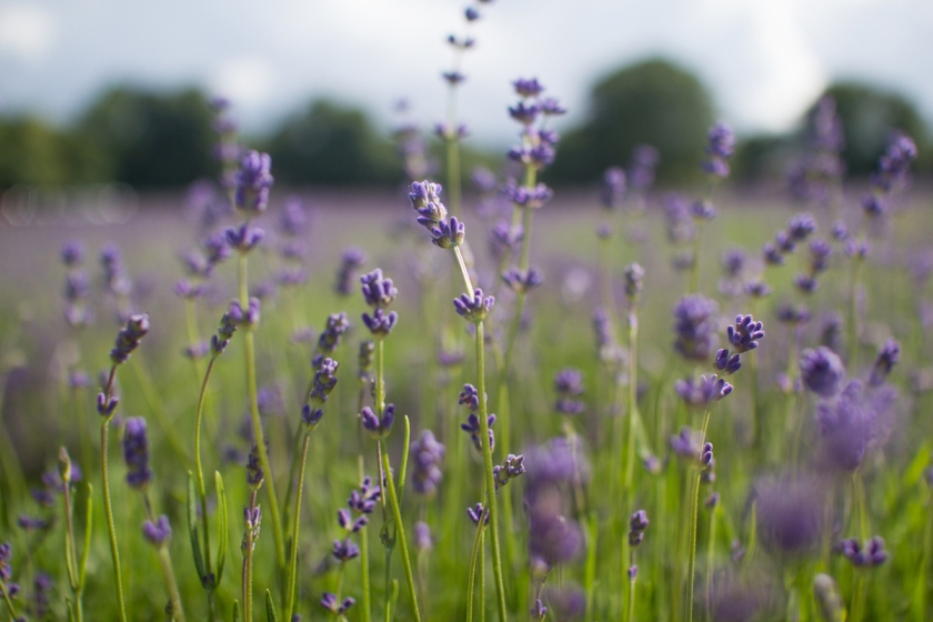 mayfield-lavender-farm-london-anna-port-photography242.jpg