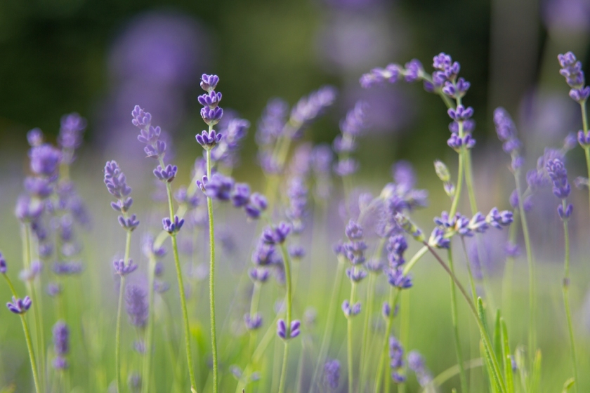 mayfield-lavender-farm-london-anna-port-photography252.jpg