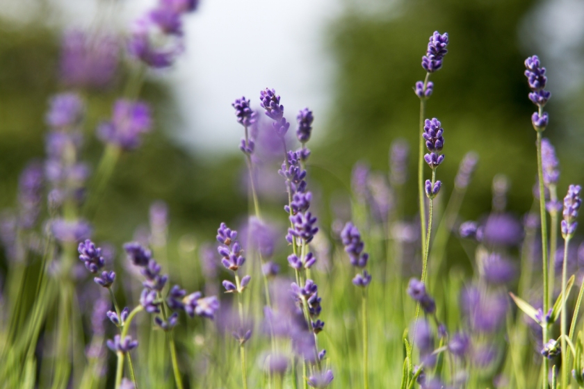 mayfield-lavender-farm-london-anna-port-photography262.jpg