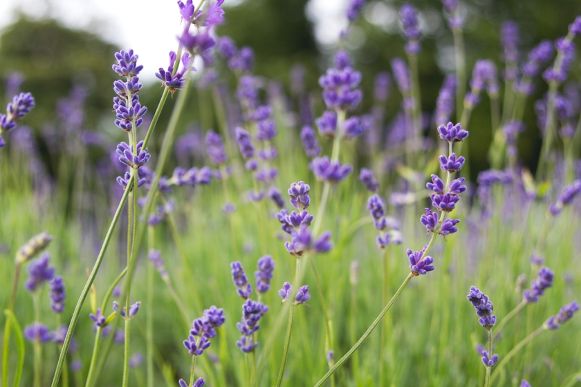mayfield-lavender-farm-london-anna-port-photography272.jpg